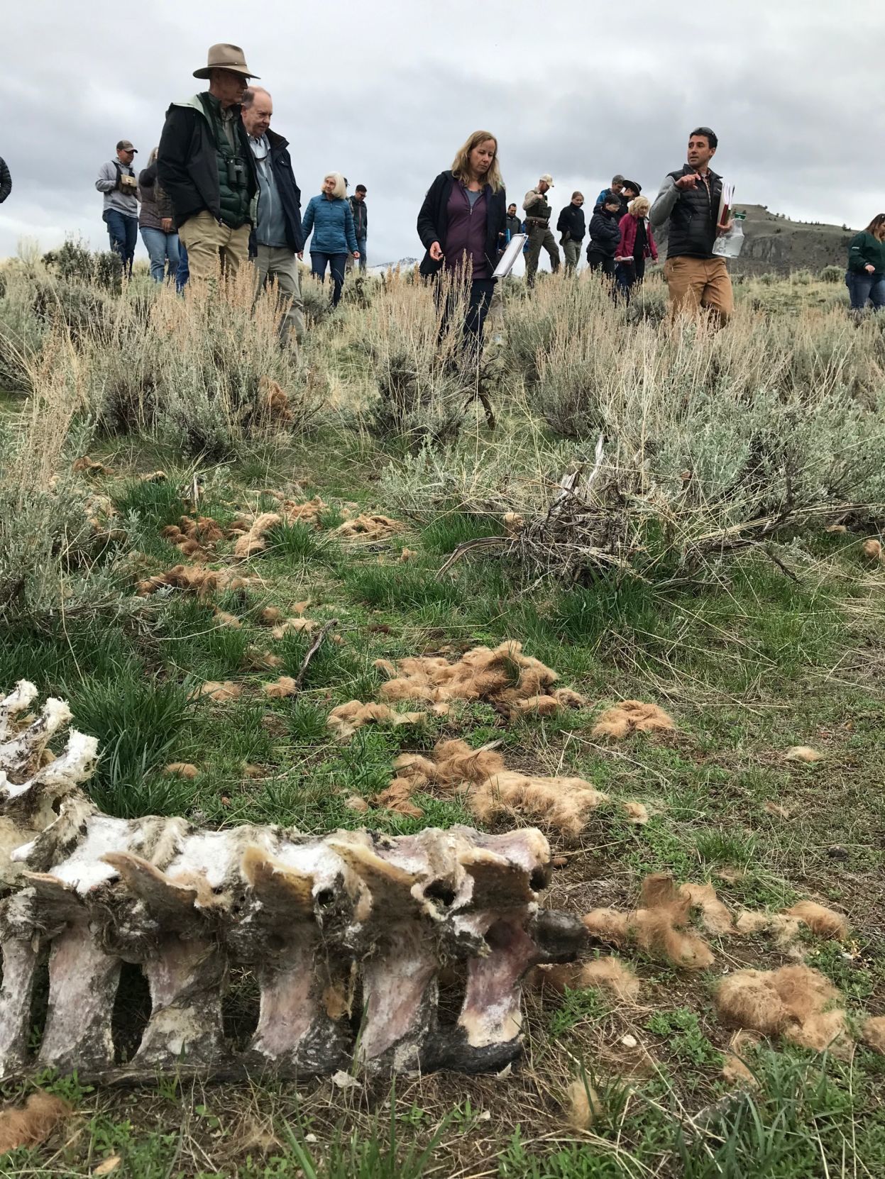 Bison bones